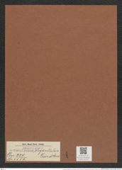 Actinoptychus elegantulus Grove et Sturt. (de-Toni-Nr.: Genus 227, Species 5555) Zeichnungen Sammlung Grunow Mappe 05313 (Herbarium_W_Grunow_drawings_Folder_05313)